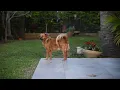 Dirty Dog - David Kushner | 1 Hour