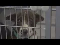 Waco Animal Group calling on community to give animals a home
