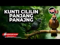 Download Lagu 🔴 Masteran Srigunting Abu Abu Cililin Sambung Kunti Panjang Panjang