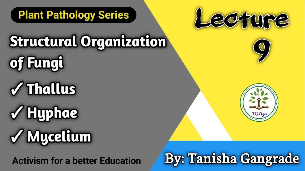 Fungal Cell | Structural Organisation of Fungi | Thallus | Hyphae | Mycelium by Tanisha Gangrade