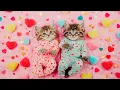 Lagu Adorable Kittens for Valentine's Day  | Cult of Kittens