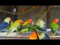 Download Lagu Lovebirds Meal Time - Saturday, March 5th, 2022