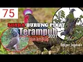 Download Lagu SUARA BURUNG PIKAT 100%AMPUH//ayah hutan//tekukur kumplit(sniper legends75)