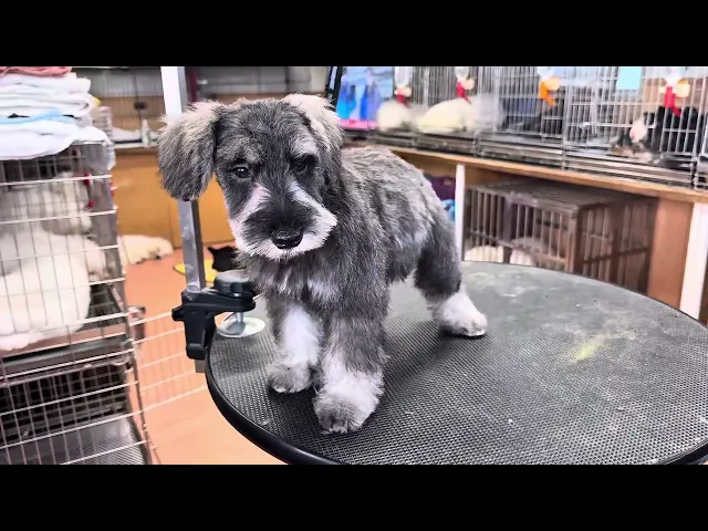 動画