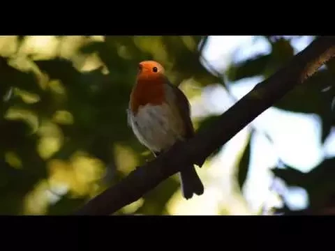 Download MP3 4 Hours of Glorious Birdsong | Robin Singing - Sounds of Nature