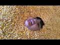 Corn beach cornbellys 2015