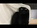 Download Lagu 😂 Funniest Cats Videos 😺🐶 || 🥰😹 Hilarious Animal Compilation №812