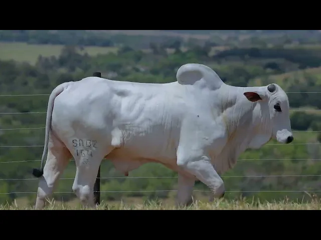 Garrote Nelore SABZ - 164