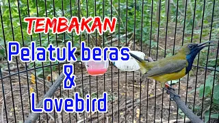 Download SOGON MATERI PELATUK BERAS DAN LOVEBIRD !! tembakan kombinasi #sogonisianmewah #sogongacor MP3