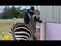 Couple Went for a Donkey Then This Zebra Chose Them