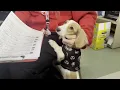 Dachshund Delight Weiner dog adoption surge at Jacksonville ACPS fueled by local TikTok creator