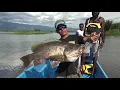 Download Lagu Papuan Black Bass fishing part-3 with Gong Lei