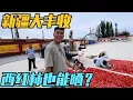 Download Lagu 新疆大丰收，果园抓鸡摘果子，皮芽子长满地，番茄也能晒成干？【家和远方的旅行】