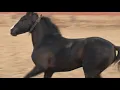 Best stallion ram rattan pure marwari