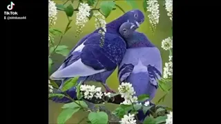 بلاغة الكلام في لغة الفور 