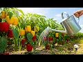 Download Lagu Slechts 1 liter van deze natuurlijke meststof is voldoende om pepers als een gek te laten groeien!