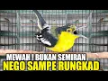 Download Lagu UPDATE HARGA CIPOH BLANKON PALING DICARI ! TERNYATA CUMA SEGINI HARGANYA DIKIOS PASAR BURUNG PRAMUKA