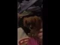 Henry Ruby Cavalier King Charles Spaniel