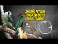 Download Lagu Masteran Jingjing Petulak Sambung Tengkek Buto Gereja Tarung Jernih Jeda Mudah ditiru