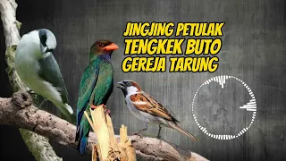 masteran jingjing petulak sambung tengkek buto gereja tarung jernih jeda mudah ditiru