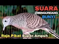 Lagu Perkutut Lokal Gacor RAJA PIKAT Ahlinya Bikin Semua Burung Perkutut Gacor Nyaut.