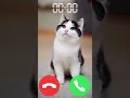 Download Lagu meow 🐈 #iphone #ringtone #cat #shortvideo #kitten