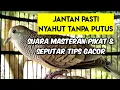 Download Lagu Pancingan Perkutut Lokal Gacor NON STOP NYAHUT Tanpa Putus 24 JAM Pikatan LIVE !!!
