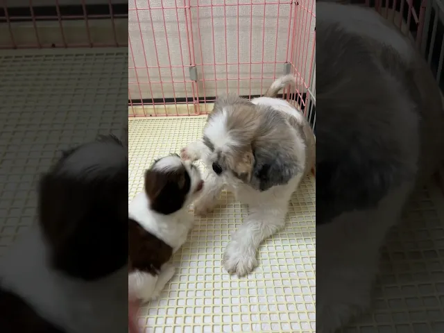 動画