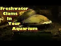 Download Lagu Freshwater clams in your aquarium!