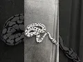 Download Lagu How a BLACK AND WHITE Ball Python is Made?! #animals #ballpython #reptiles #snake #ballpythonmorphs