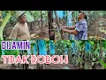 Lagu cara pemasangan bambu untuk penyanggahan pisang cavendish agar kuat menahan beban buah