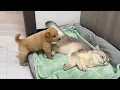 Download Lagu So funny! How does a Golden Retriever puppy react when it finds a sleeping cat?