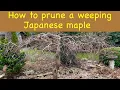 How to prune a weeping Japanese maple step by step