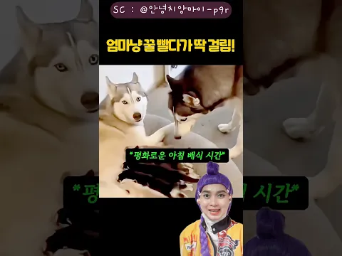 Anak Kucing saLah Emak 😆 Emaknya malah LuPa punya anak 🤣 #funny #dubbing 안녕치앙마이-p9r