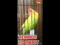 Download Lagu 15 detik jadi 10 menit,,,,, lovebird ngekek ndengklek (video editting for lovebird)