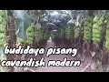 Lagu Budidaya pisang cavendish modern