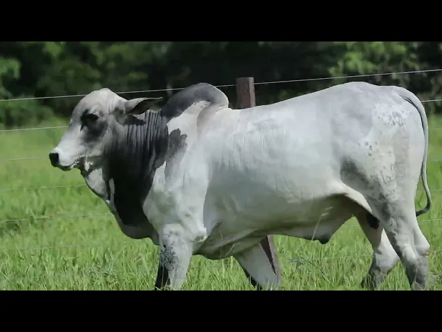 Touro Nelore Mocho ROZZ - 2462