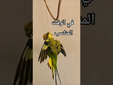 سبحان الله والحمد لله ولا إله إلا الله والله أكبر #الرفق_بالحيوان