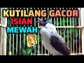 Lagu KUTILANG GACOR FULL ISIAN MEWAH