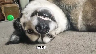 Husky Tries Not To Move But His Snoot Betrays Him!