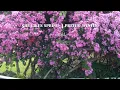 She likes spring, I prefer winter — slchld ( thaisub) #slchld #thaisub