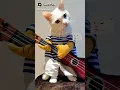 Download Lagu Asik sekali kucing bermain Gitar