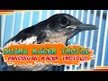 Download Lagu PANCINGAN KACER TROTOL|kicau mania