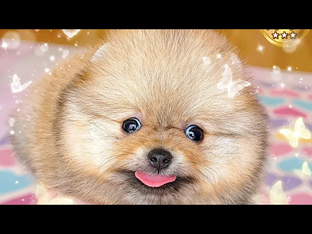 動画