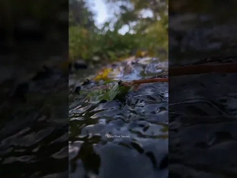 ‼️Relaxing sounds of flowing rivers and birds chirping soothe the mind #shortvideo #shortfeed