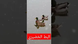 البط الخضيري 