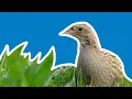 Download Lagu Crofters and Corncrakes