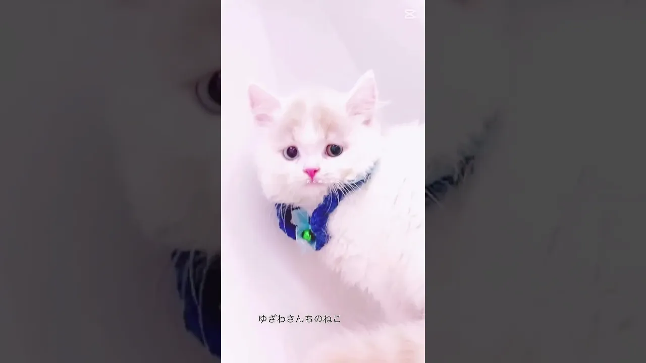 動画