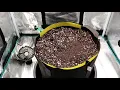 Growing Autoflowers Ep 1 Preparing Soil Planting Seed