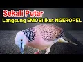 Download Lagu Masteran Tekukur Gacor Lanjut Ropel panjang Suara Bagus untuk pancingan tekukur agar bunyi gacor. MP3